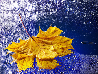 秋天叶浮在水的雨