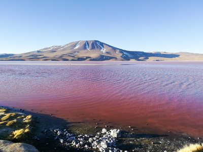 Colorada 景观, 玻利维亚。美丽的玻利维亚全景。红水泻湖