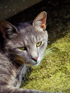 酷灰色的流浪猫与漂亮的绿色的眼睛