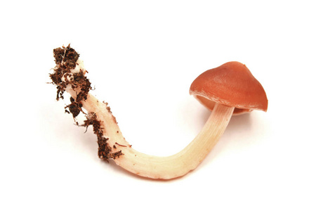 Leratiomyces 谷神星, 被称为 redlead 罗汉果蘑菇