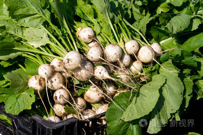 收割鲜白日本萝卜菜