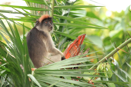 红疣猴bigodi 湿地乌干达 非洲