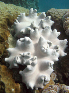 伟大的堡礁澳大利亚图片