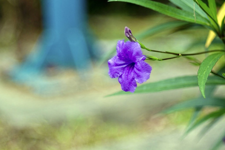 炫彩花卉