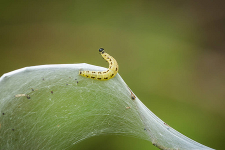 Yponomeutidae 家族或貂蛾的害虫幼虫的特写, 形成了围绕一棵树的公用网