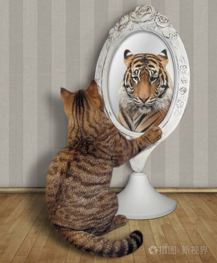 猫坐在镜子旁边看着他在房间里不寻常的倒影