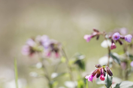 lungwort 的花朵靠近。粉红色和紫色的春天的野花与太阳一起点燃。只是被背景, 复制剩余空间