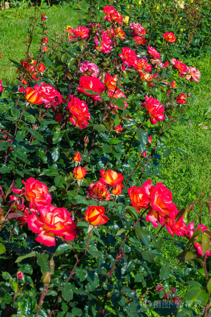 茶玫瑰丛中的茂密种植园与灿烂的小叶