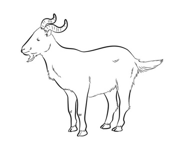 大角山羊画矢量图照片