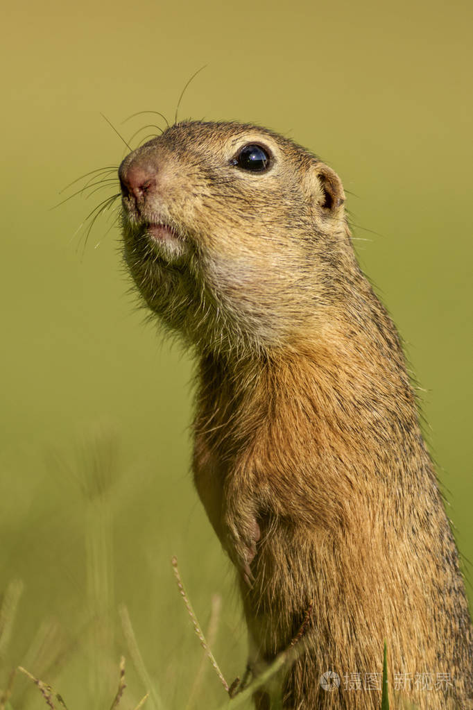 欧洲地面松鼠-达乌尔黄鼠, 可爱的小地面松鼠从欧洲牧场和田野照片-正