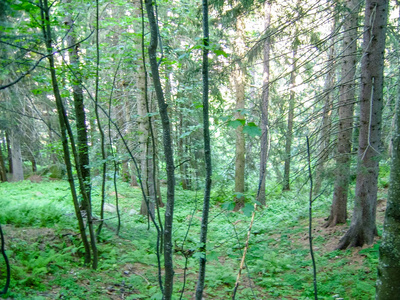 在阿尔卑斯山的森林。Gressoney 山谷位于意大利北部的奥斯塔山谷。它的标志是赖氨酸河, 其来源是蒙罗莎冰川