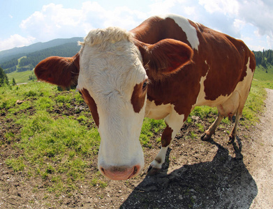 大褐色和白色母牛在山摄影师由鱼眼睛透镜