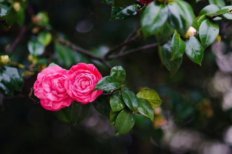 茶花分会