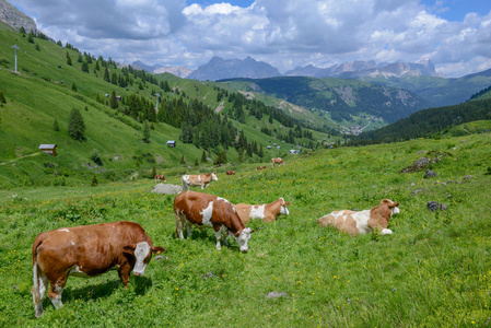 牛牧群在白云岩阿尔卑斯在意大利