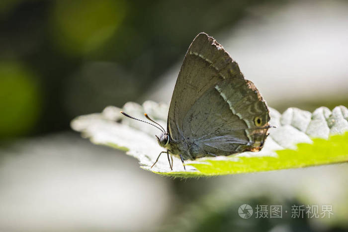侧面有斑点的紫色hairstreakneozephyrus栎蝴蝶用张开的翅膀在森林的