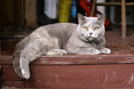 英国苏格兰猫在木乡下房子门廊