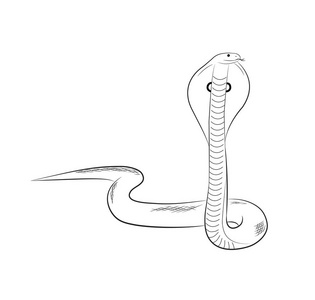 蛇的素描画 蟒蛇图片
