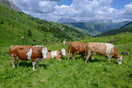 牛牧群在白云岩阿尔卑斯在意大利