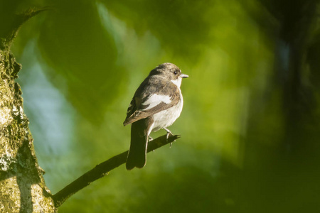 欧洲鹟鸟特写 Ficedula hypoleuca 栖息在树枝上, 在春季繁殖季节的绿色森林中歌唱