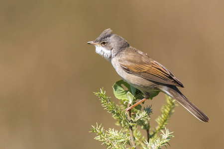 白喉鸟，莺，唱歌，以吸引女性在春天繁殖季节