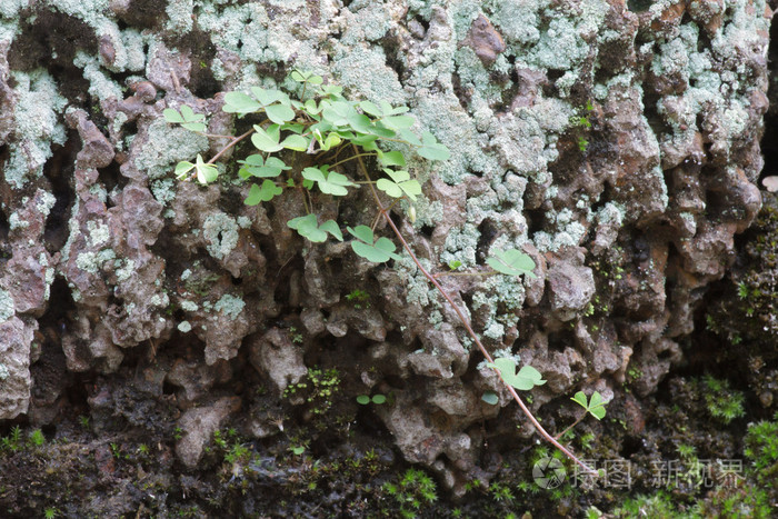 在森林中的绿色长青苔的特写老石头