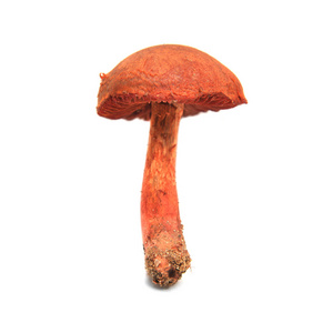 Cortinarius phoeniceus 蘑菇在白色上分离