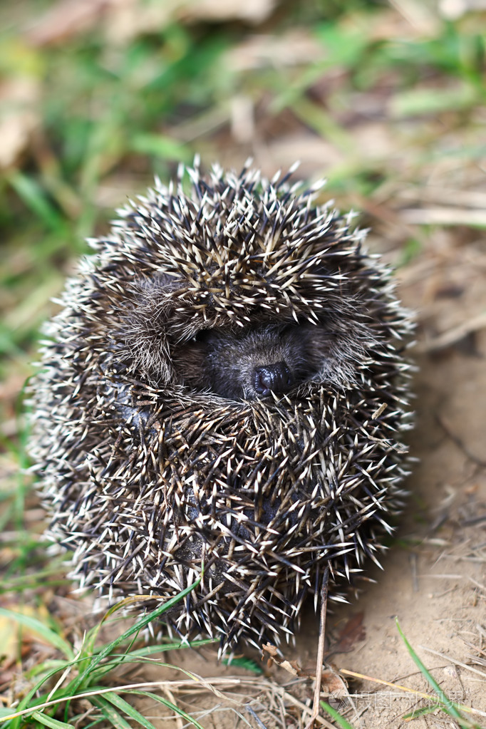 刺猬