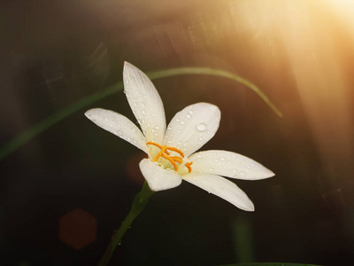 美丽的雨百合花 Zephyranthes 百合 在黑暗的背景下与阳光和柔和的火光