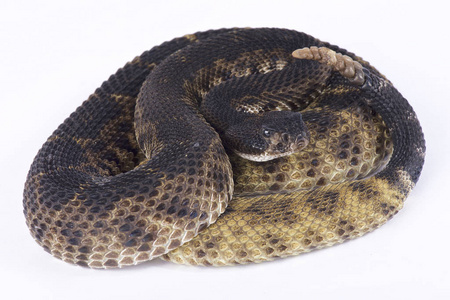 西部小菜响尾蛇, Crotalus atrox