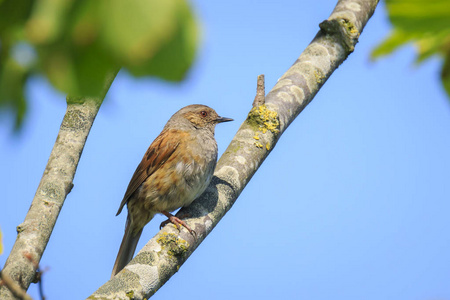 特写 Dunnock, 夏枯草 modularis, 鸟在树上展示和唱一首清晨的歌曲在春天吸引女性