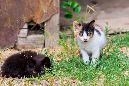 两只毛茸茸的小猫在院子里玩耍。绿色草坪上的小猫, 健康的生活方式