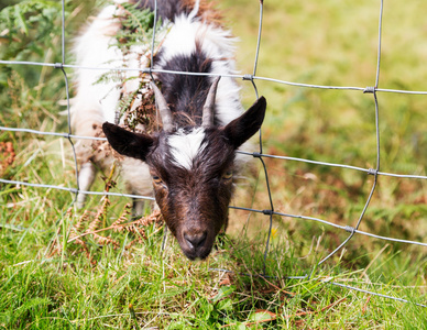 羊或羊头卡在护栏