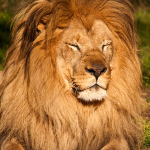 沉睡的雄狮照片