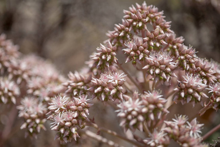 植物区系的大加那利岛Aeonium percarneum