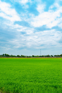 碧绿的稻田和天空