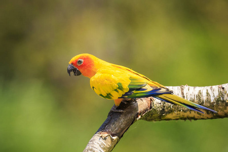 特写太阳鹦鹉或太阳 conure Aratinga solstitialis, 鸟。它是一个中型, 充满活力彩色鹦鹉原产于南美洲