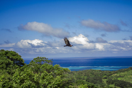 秃鹰飞越绿色丛林和蓝天图片