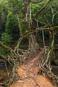 印度梅加拉亚邦 Cherrapunjee Riwai 村附近的活根桥