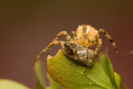 大腹 diadematus