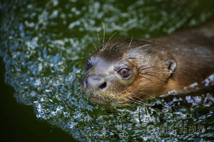 巨型水獭pteronura巴西来自南美河流的大型淡水食肉动物