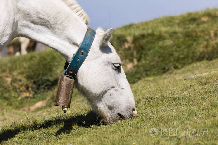 在安道尔的比利牛斯山脉上一匹马的特写脖子上带着铃铛吃着草