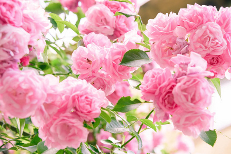 巨大的玫瑰花丛图片