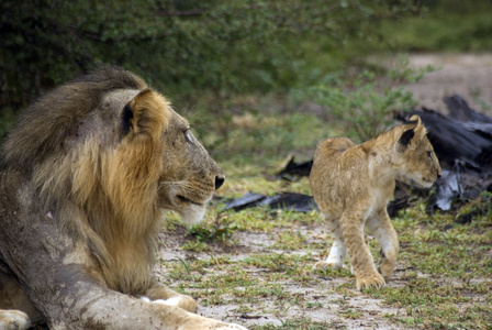 坦桑尼亚塞卢斯禁猎区，狮子