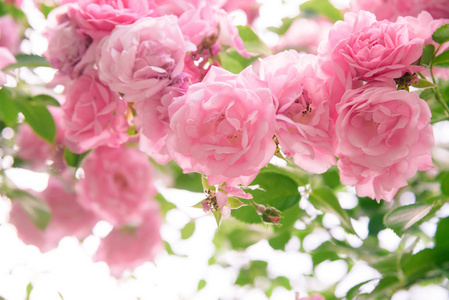 玫瑰花丛在夏日花园的特写照片