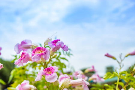 粉红色的花朵, 明亮的蓝天