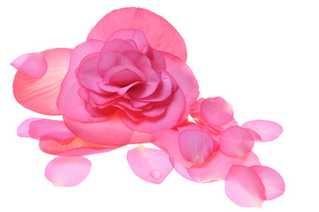孤立在白色背景上的粉红色的花海棠