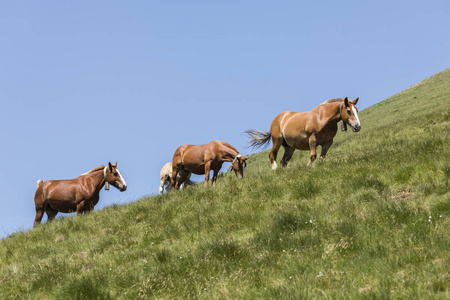 在安道尔的比利牛斯山脉牧场放牧马