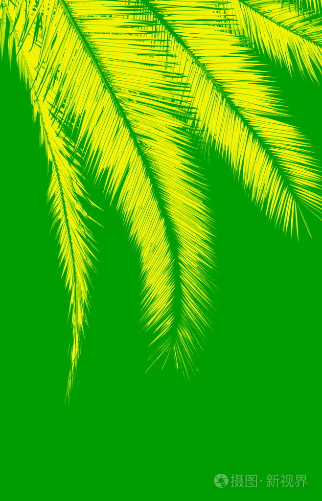 黄色的棕榈叶对绿色背景