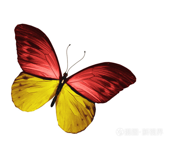 黄色红色蝴蝶在白色背景上孤立
