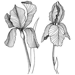 Irise 花在矢量样式分离。植物全名 虹膜。背景纹理包装图案框架或边框的矢量花